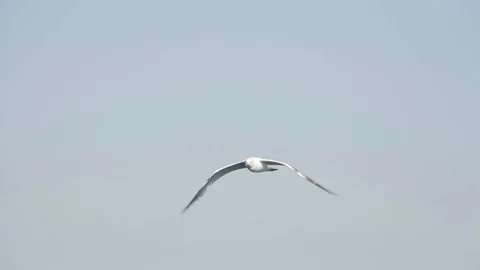 Seagull in flight Stockbeeldmateriaal 110814534