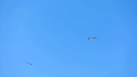 Seagull in flight Video stock 128447387