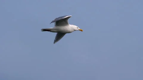 Seagull In Flight Stock Footage 154213563