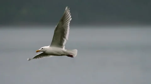 Seagull In Flight Stock Footage 156531273