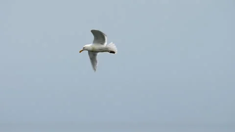 Seagull In Flight Stock Footage 156531940