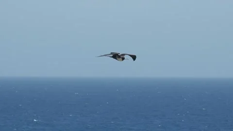 Seagull in flight Stock Footage 202102481