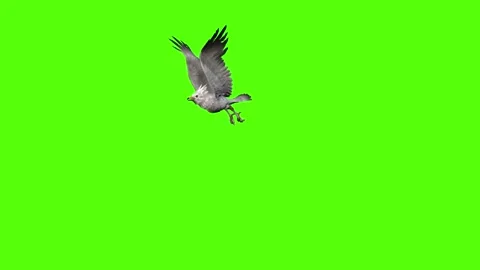 Seagull Flight Green Screen Animation 4k Rendering Video stock 296203674