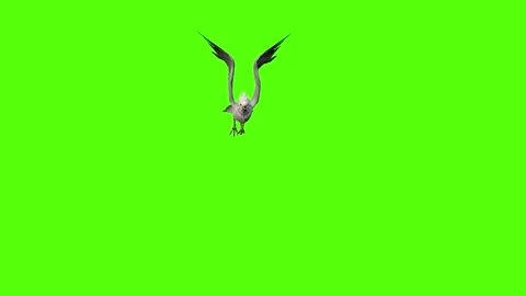 Seagull Flight Green Screen Animation 4k Rendering Video stock 296203676
