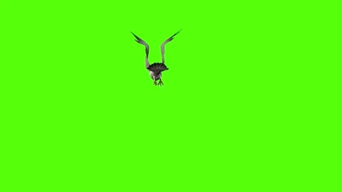 Seagull Flight Green Screen Animation 4k Rendering Video stock 296203684