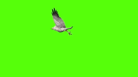 Seagull Flight Green Screen Animation 4k Rendering Video stock 296203690