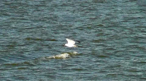 Seagull in Flight I Stock Footage 12732648