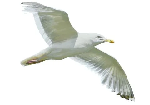 Seagull in flight Stock Illustration