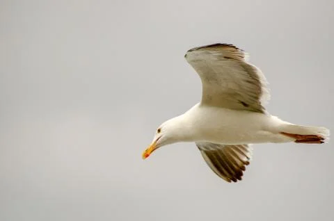 Seagull in Flight Isolated on Gray Background Stock Photos