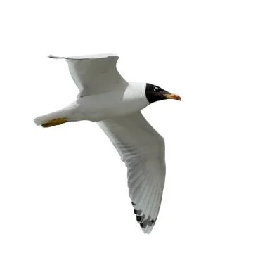 Seagull in flight  isolated Stock Photos