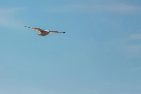 Seagull in flight looking at camera against blue sky Stock Photos