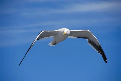 Seagull In Flight, Looking At The Viewer Foto stock