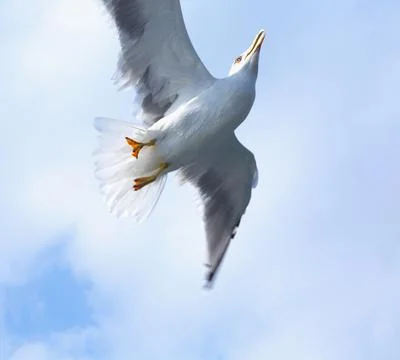 Seagull in flight. Maneouvering. Stock Photos