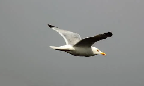 Seagull in flight over the coast Stock Photos
