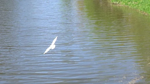 Seagull flight over the lake in the summer in the slowdown Stock Footage 89970525