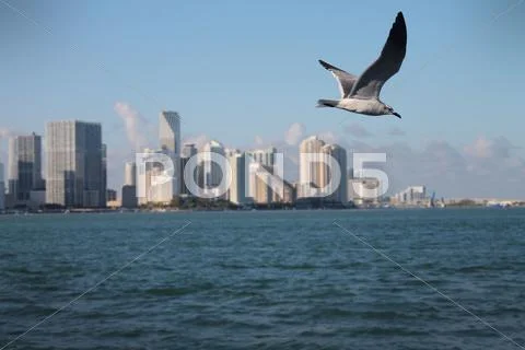 Seagull in flight over Miami Stock Photos