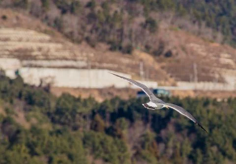 Seagull in flight over a mountain Stock Photos