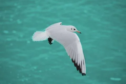 Seagull in flight over ocean waves on Florida beach Foto stock
