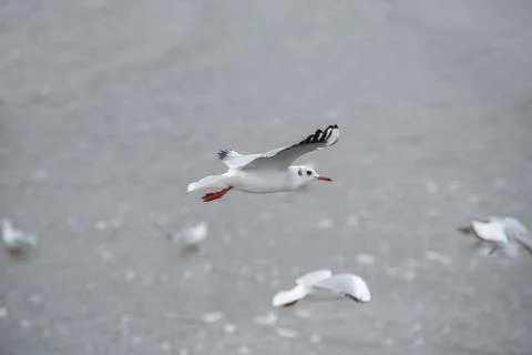 Seagull in flight over ocean waves on Florida beach Stock Photos