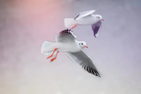 Seagull in flight over ocean waves on Florida beach Stock Photos