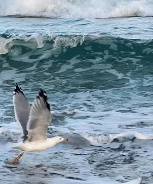 Seagull in Flight Over Ocean Waves Stock Photos