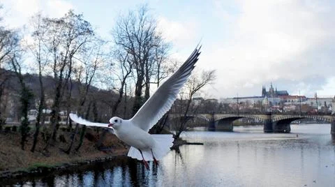 Seagull in flight over the river Stock Photos