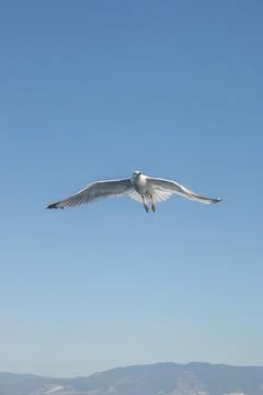 Seagull in flight over the sea in Greece. Stock Photos
