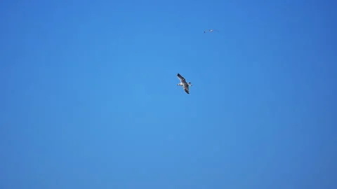 Seagull in flight over turquoise Mediterranean waters in Italy, stunning 4K slow Stock Footage 335297117