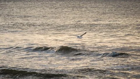 Seagull in flight over water Stock Photos