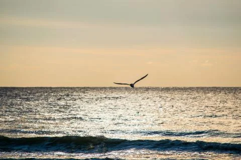 Seagull in flight over water Stock Photos