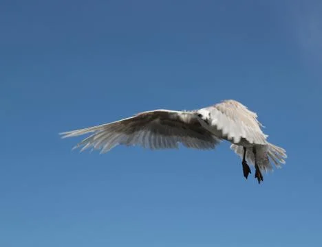 Seagull in flight Stock Photos