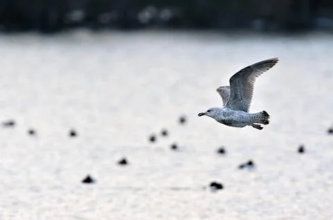 Seagull in flight Stock Photos