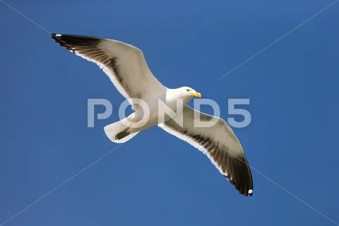 Seagull in flight Stock Photos