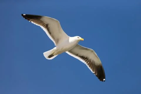 Seagull in flight Stock Photos
