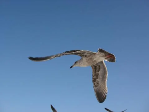 Seagull in Flight Фото