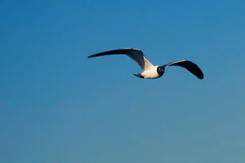 Seagull in flight Foto stock