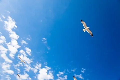 Seagull in flight Stock Photos