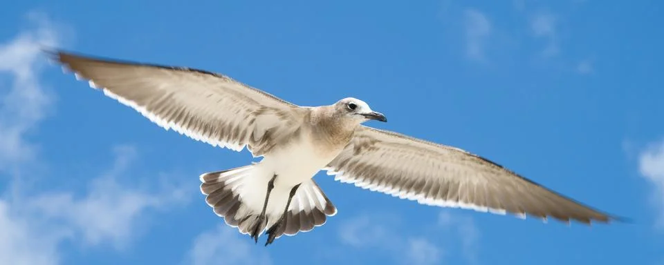 Seagull in flight Stock Photos