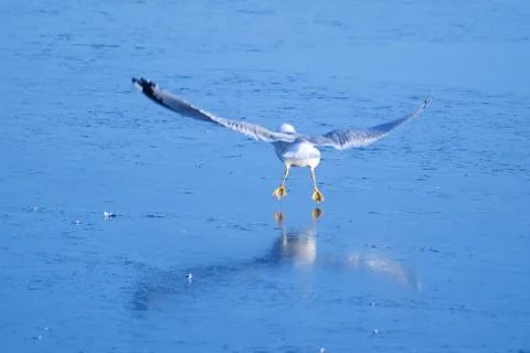 Seagull in flight Stock Photos