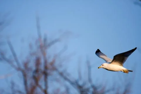 Seagull in flight Stock Photos