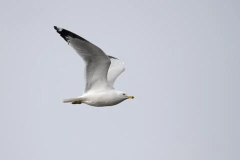 Seagull in flight Stock Photos