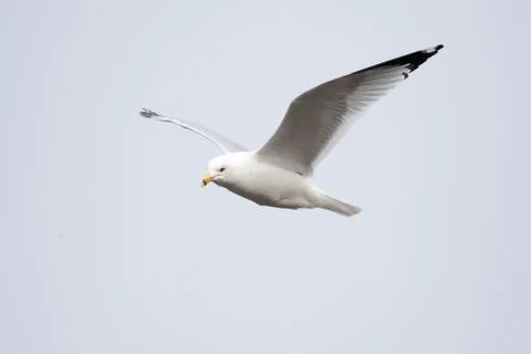 Seagull in flight Stock Photos