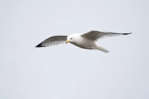 Seagull in flight Stock Photos