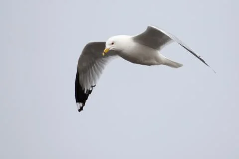 Seagull in flight Stock Photos