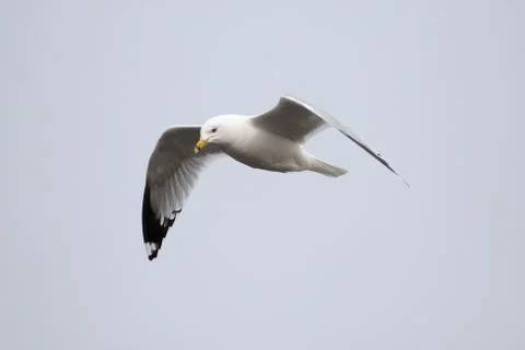 Seagull in flight Stock Photos