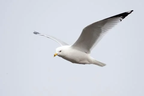 Seagull in flight Stock Photos