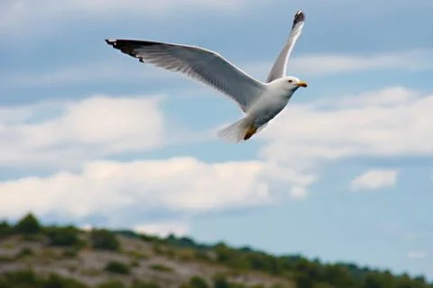 Seagull in flight Stock Photos