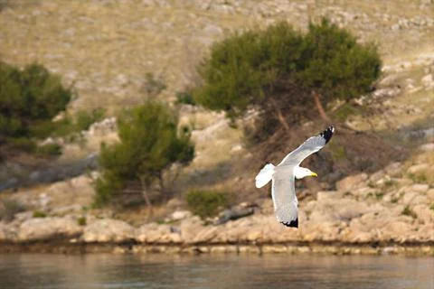 Seagull in flight Stock Photos