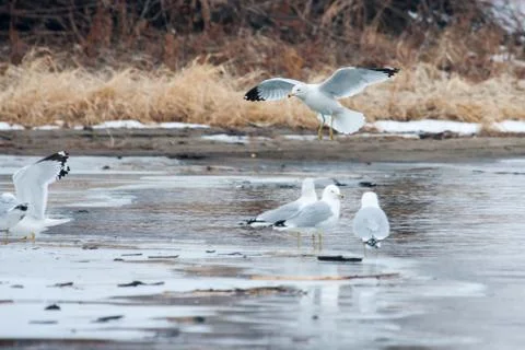 Seagull in flight Stock Photos
