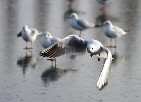 Seagull in flight 스톡 사진